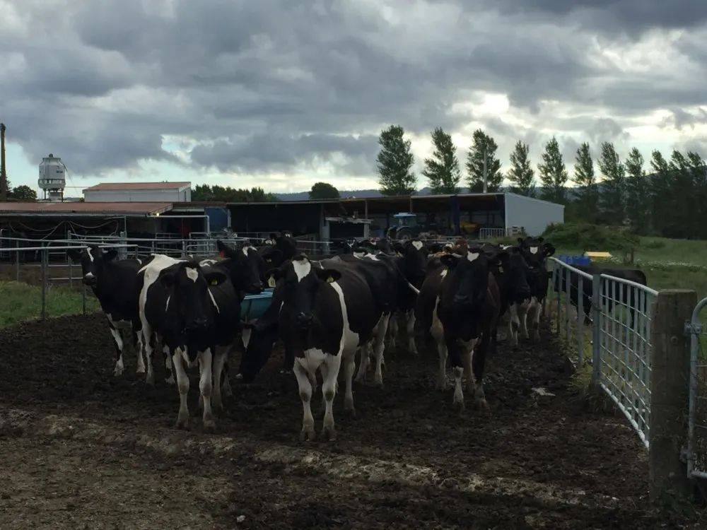 从追伊利,赶蒙牛到亏本脱手,西方牧场的中国漂流记_贝因美
