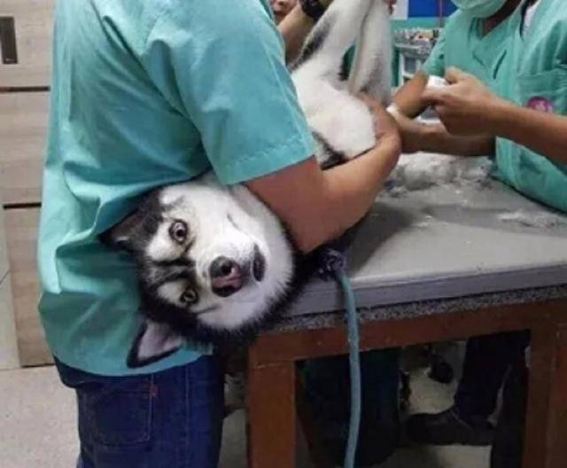 尴尬,带哈士奇去做绝育,结果收获了一套表情包