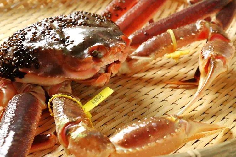 日本北陆美食攻略福井县的越前蟹此味不应人间有