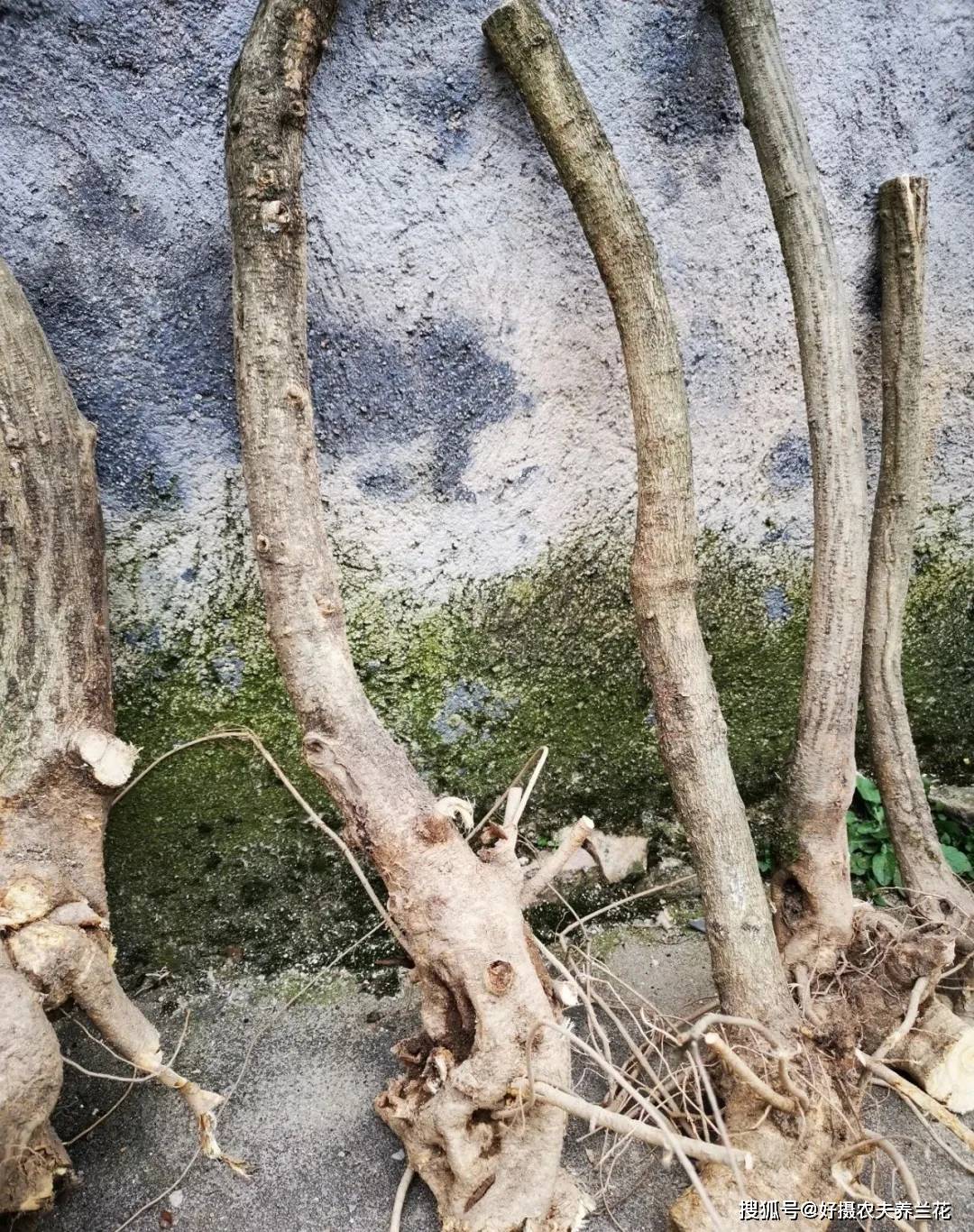 第二步,浸泡生根水