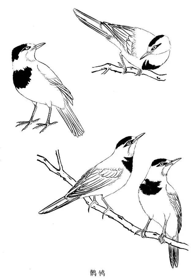 工笔禽鸟线描画法与画谱分享