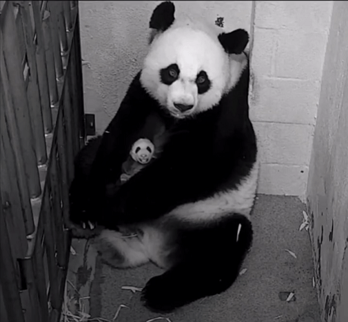 大熊猫美香现在在哪个国家熊猫美香事件怎么了为什么不能回家
