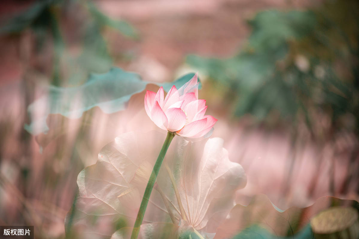 原創紅塵萬丈世事蒼茫忍把浮生換了流年