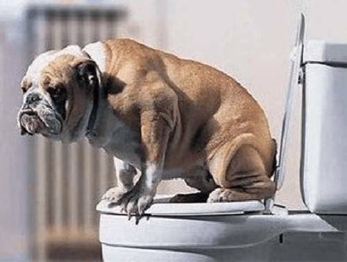 【养宠经验】狗狗屡次蹲拉不出粑粑_手机搜狐网