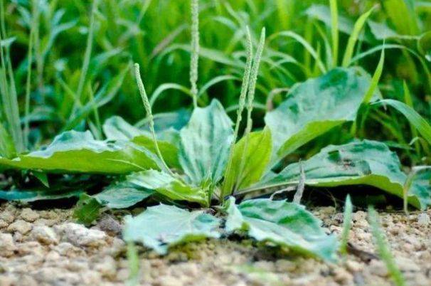 常吃车前草好处多,除了治疗支气管炎,真实功效还有3个