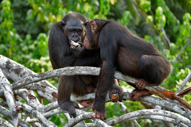 研究表明类人猿拥有心智可以像人类一样理解彼此的精神状态