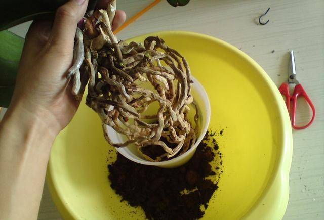 原创兰花大白根根根变空皮刨根问底2个原因轻松解决掉