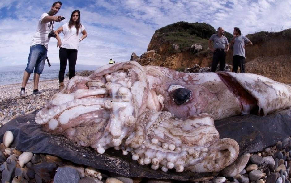 世界最大的章鱼图片