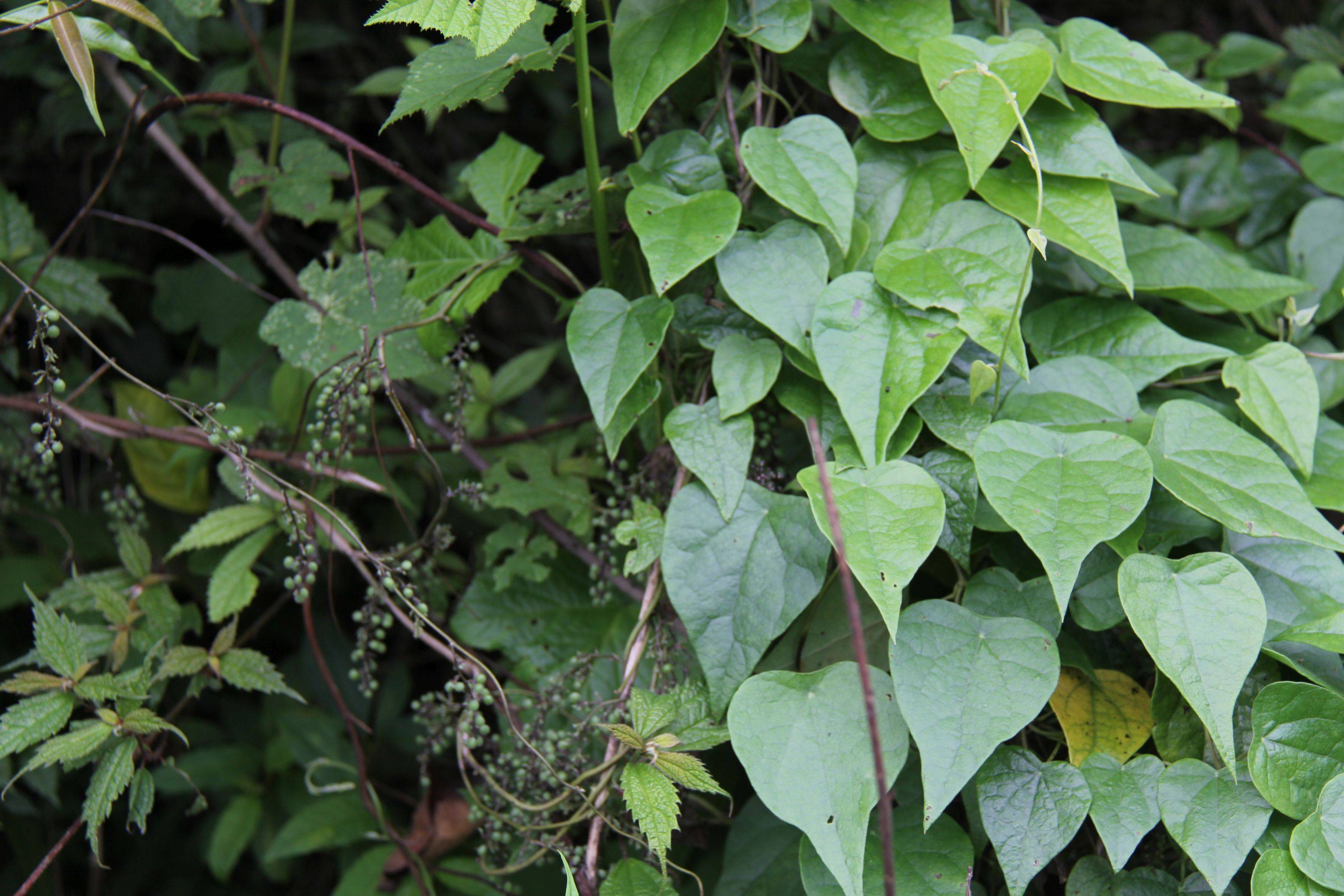 庆元植物1292防己科轮环藤属轮环藤