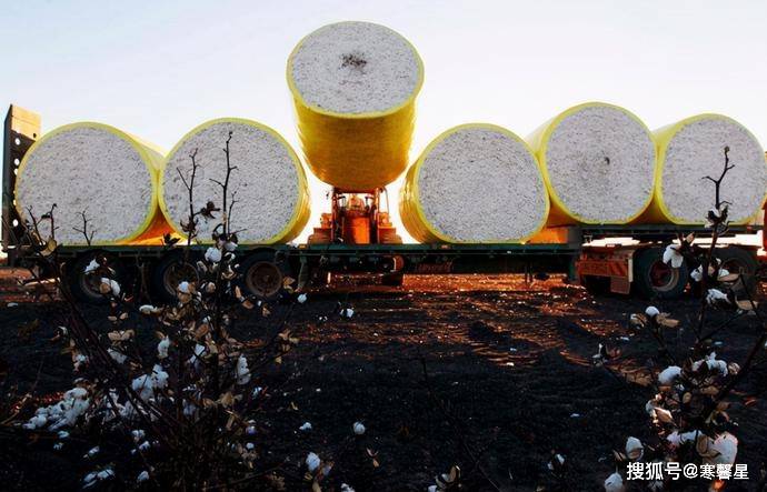 而光是在2020年前8个月,澳大利亚对外出口的所有棉花中,中国就包揽了