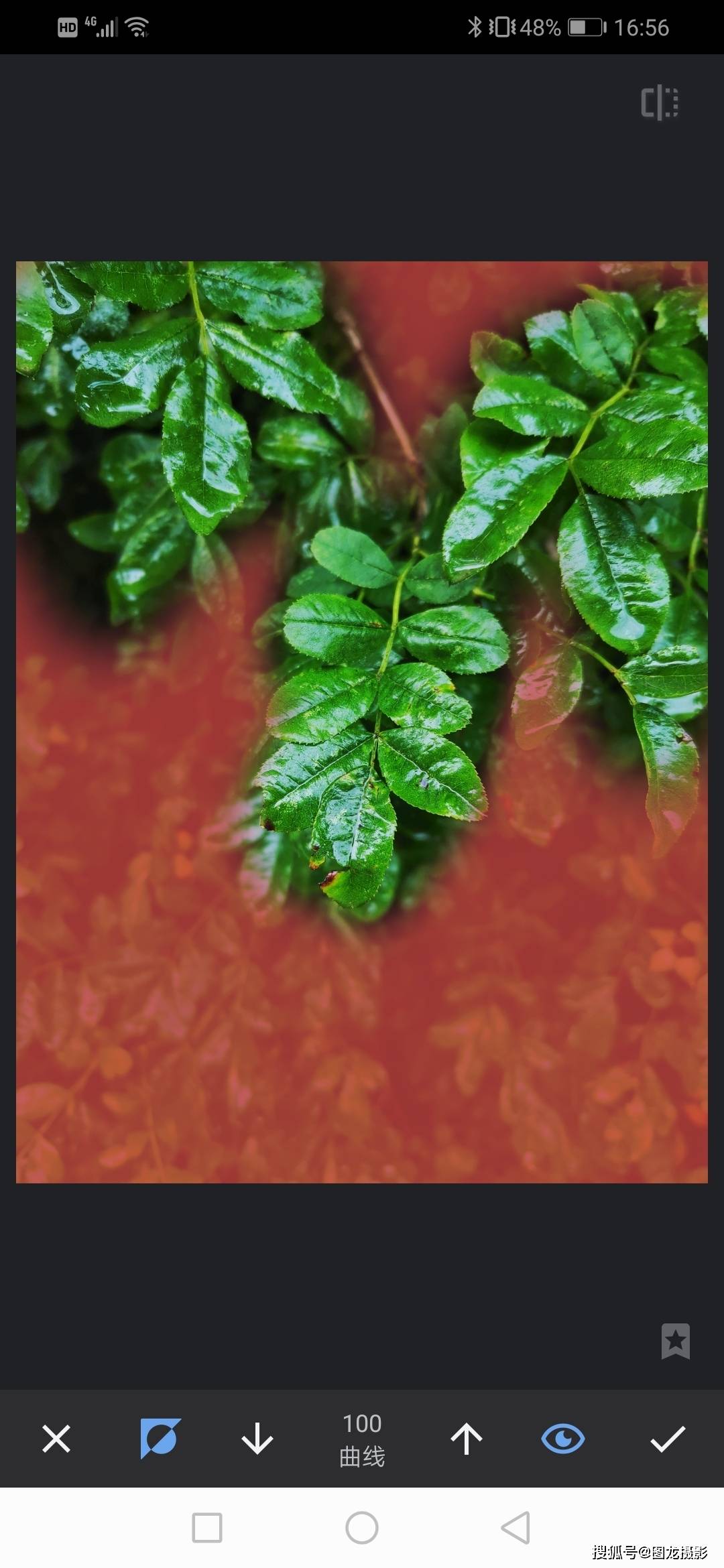 手机摄影实例讲解用手机如何把雨后小景变成ins风格的幽绿色调