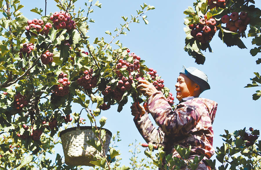 10月17日,在石家庄晋州市马于镇西贾庄村的山楂种植基地,农户收获
