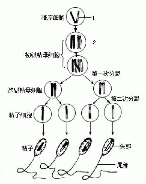 生殖细胞