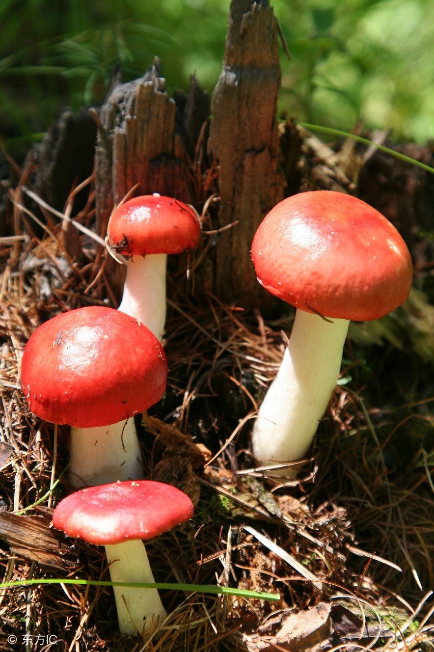 清末文人阿瑛在《旅滇闻见录》中这样记述了鸡枞的珍贵:"明熹宗嗜此菜