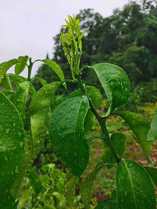 号称2000一支的华美7号柑橘枝条如今怎么样了