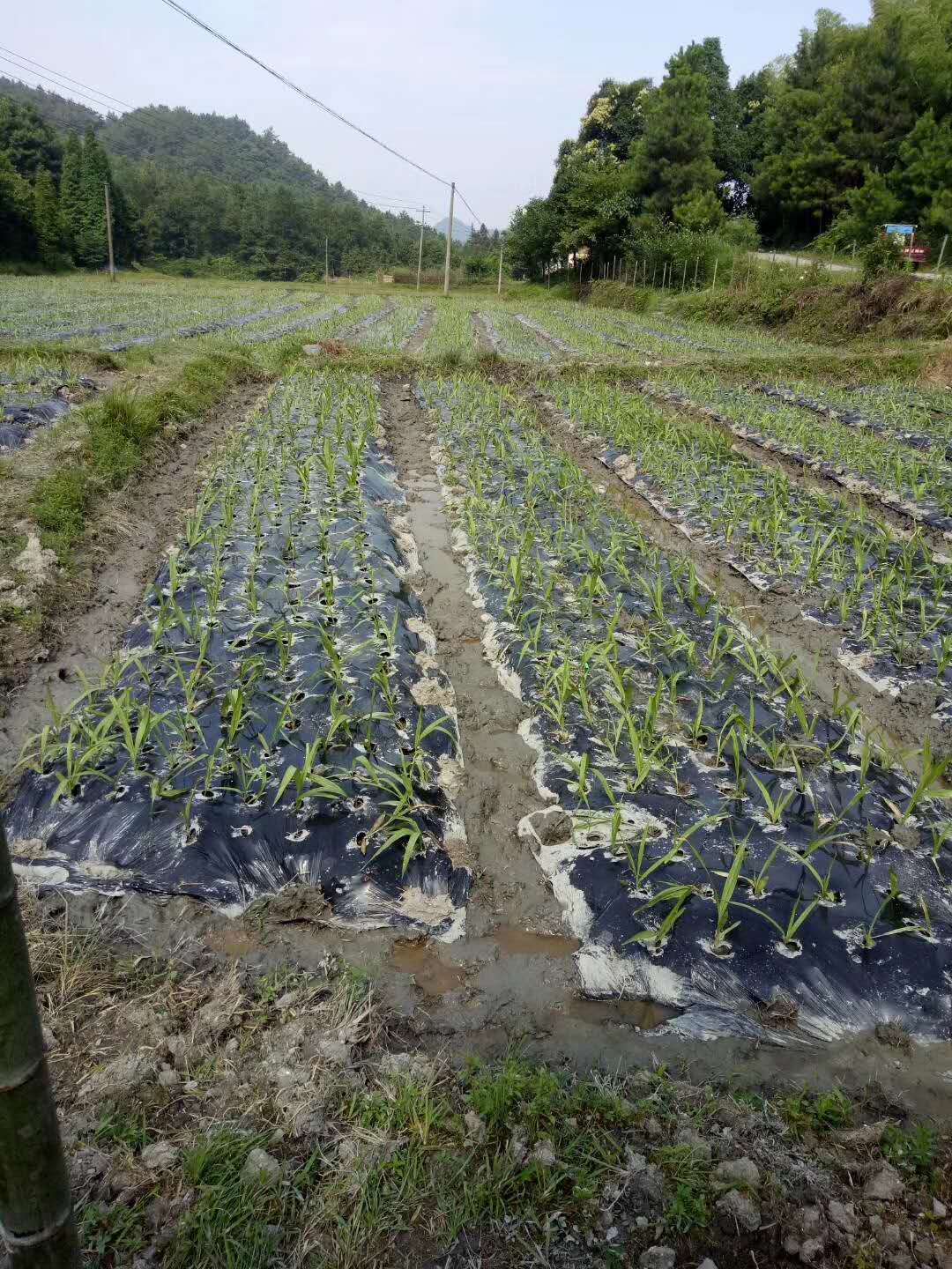 白芨种子催芽育苗技术