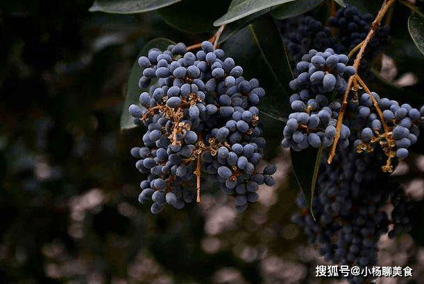 路边树上一种像葡萄的果实,能黑发明目抗疲劳,你认识它吗