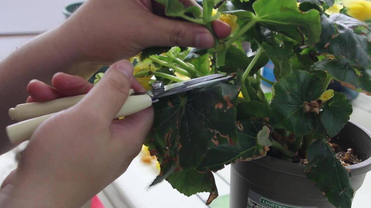 海棠苗的种植方法视频