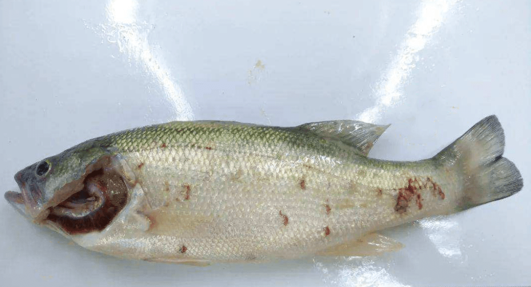 对于鱼种的伤害最大,当鱼种身上寄生4-5只锚头鳋时,就能导致鱼类的