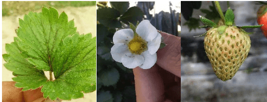 草莓薊馬氣勢洶洶的來了,你還沒有準備好?