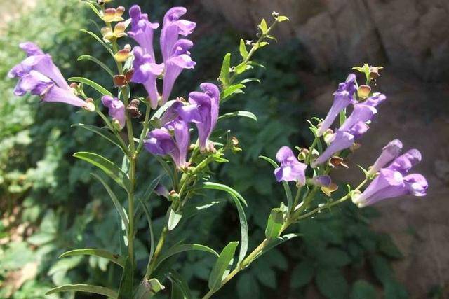 一种野花,已经快"灭绝",殊不知是一种名贵中药材,一斤几十块_手机搜狐