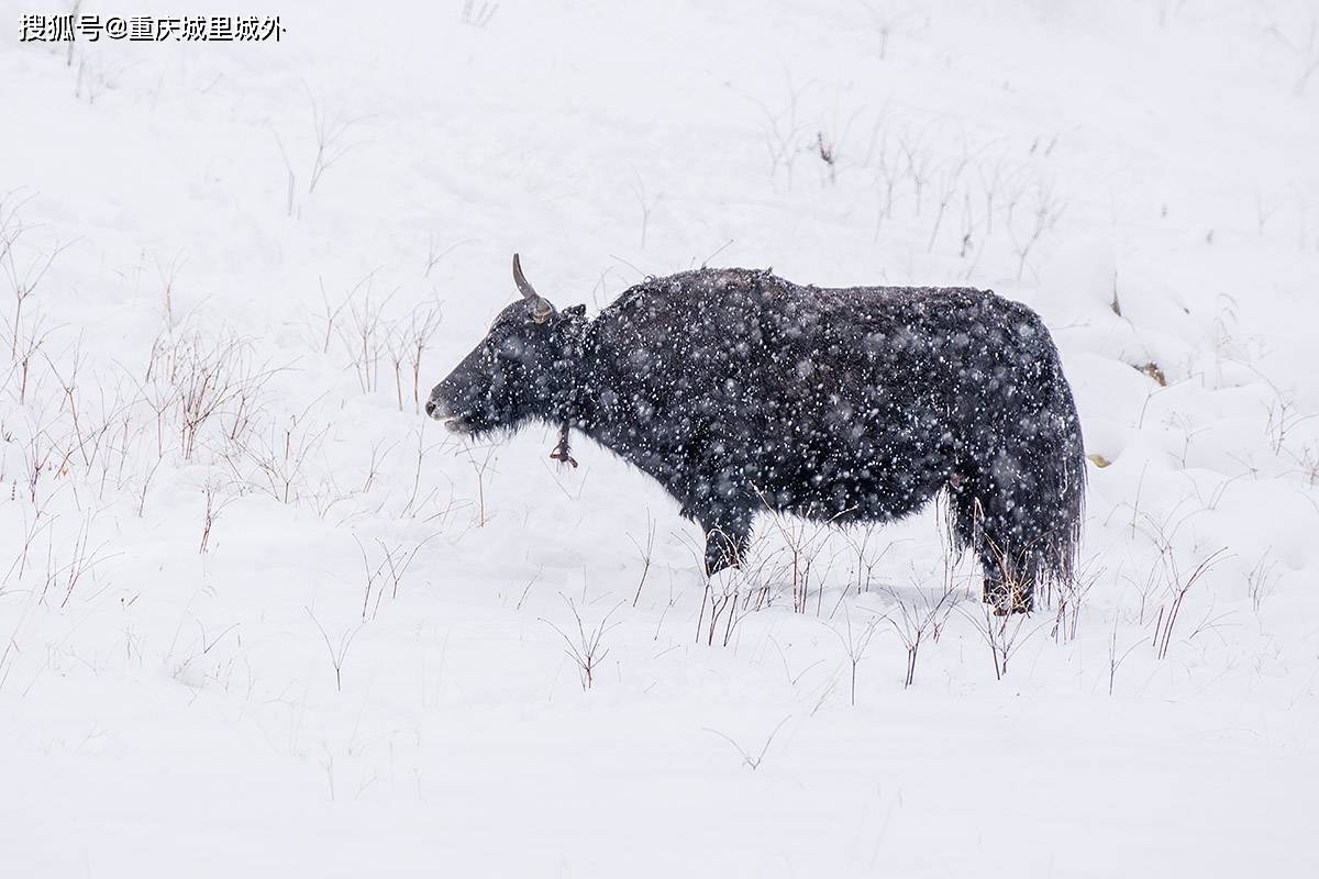 西藏的牦牛们淡定迎接昌都2020第一场雪