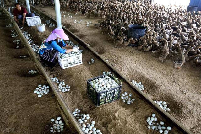 蛋鸭产蛋异常的原因及防治措施