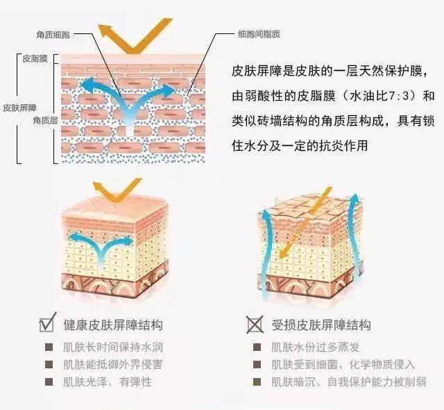 皮膚屏障受損?堅持這7點幫助您恢復健康肌