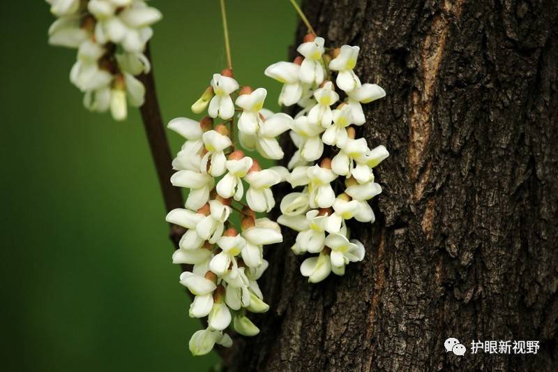 有出血,点或血性分泌物加蒲黄,槐花各10克.
