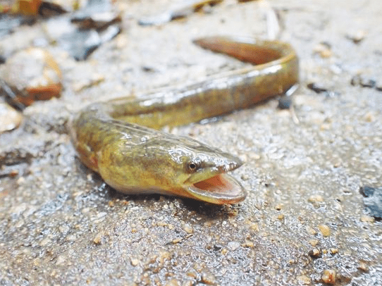 原创海南发现过山龙浑身滑腻力大无比捕食鸡鸭还能上树休息