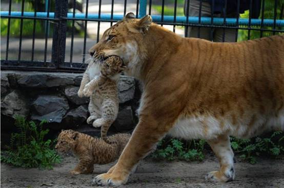 豹狮兽的真实图片图片