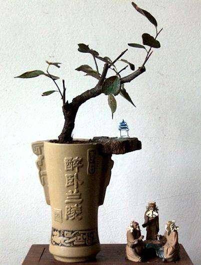 酒瓶洗衣液桶不要丢,几下制作独一无二的花盆,养荷花特别艳