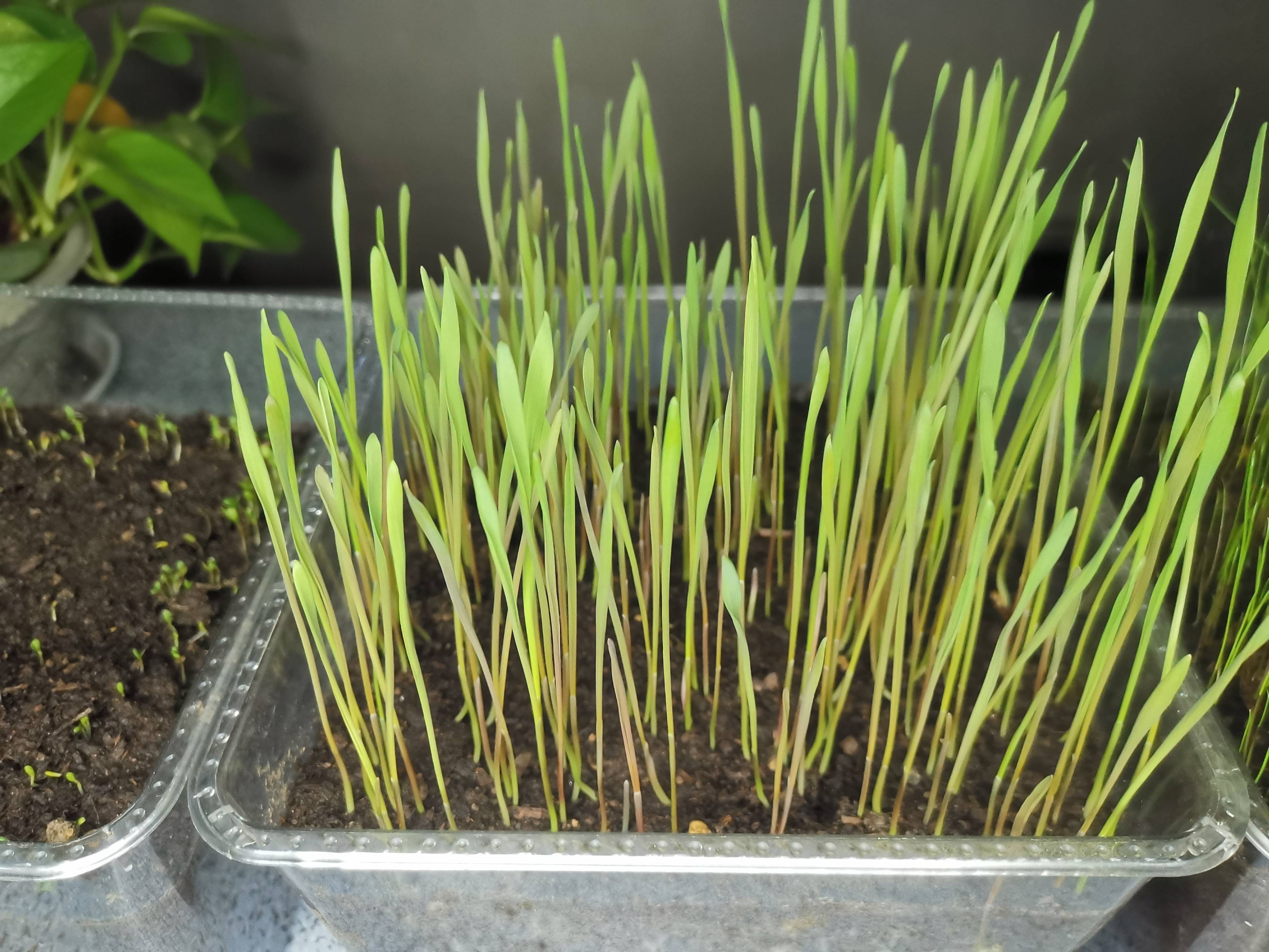 冬牧70黑麦草到底应该如何种植出芽率高