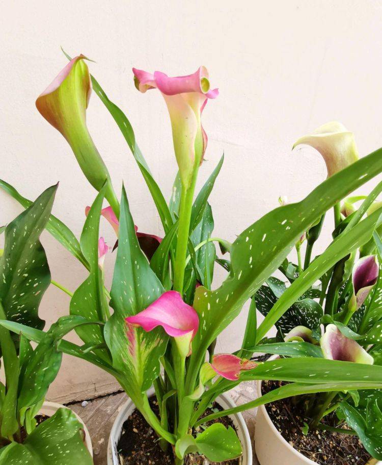 马蹄莲在秋老虎天气能开花吗有什么养护技巧好喜欢马蹄莲