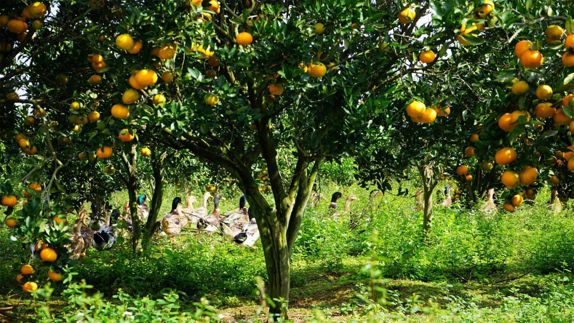 洞口曲塘村:雪峰蜜桔熟了 村民腰包鼓了