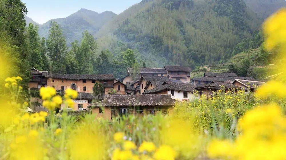 黄沙镇桐花一袭绛紫色的少女梦