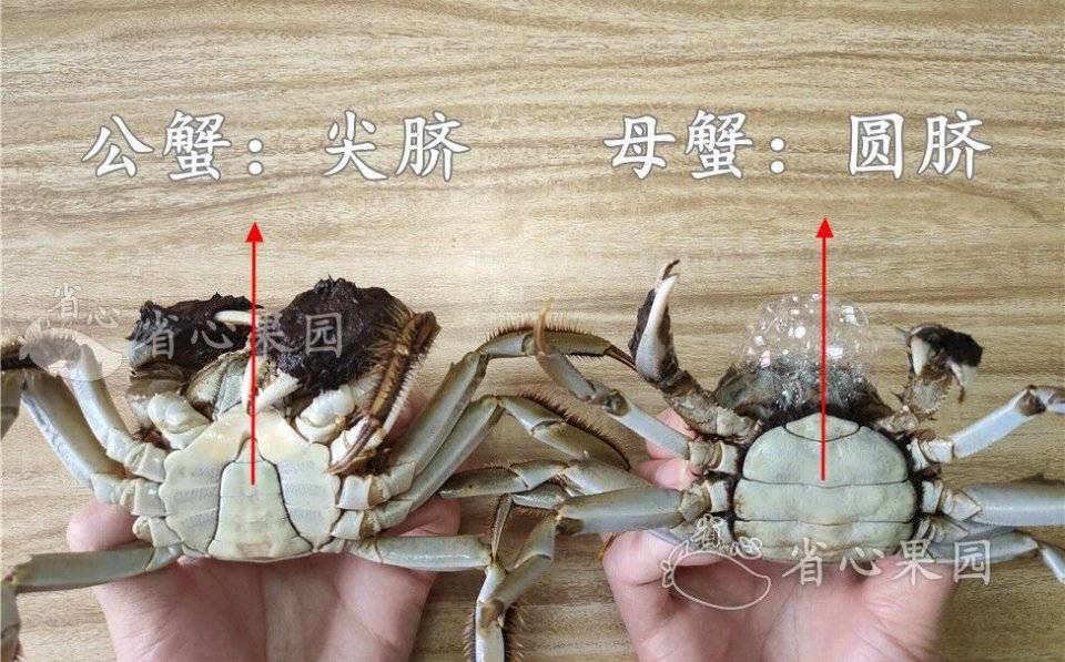 梭子蟹公母怎么区分图图片