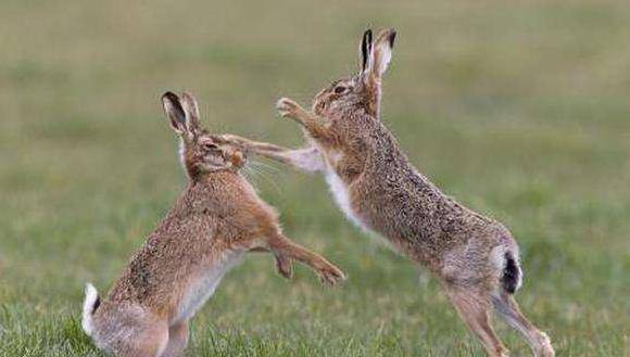 你小时候,抓过野鸡,野兔吗?一起分享下你的看法