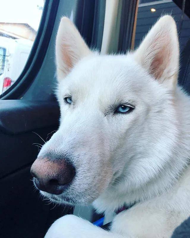 妹子养了一只雪哈,小时候就像个纯白色的小精灵,可长大以后