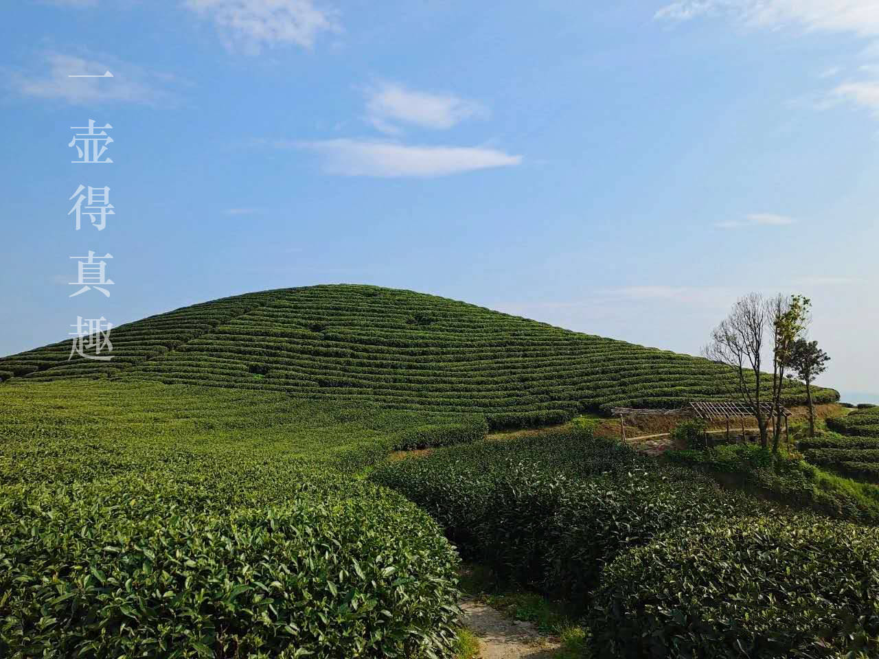 福鼎茶山之旅