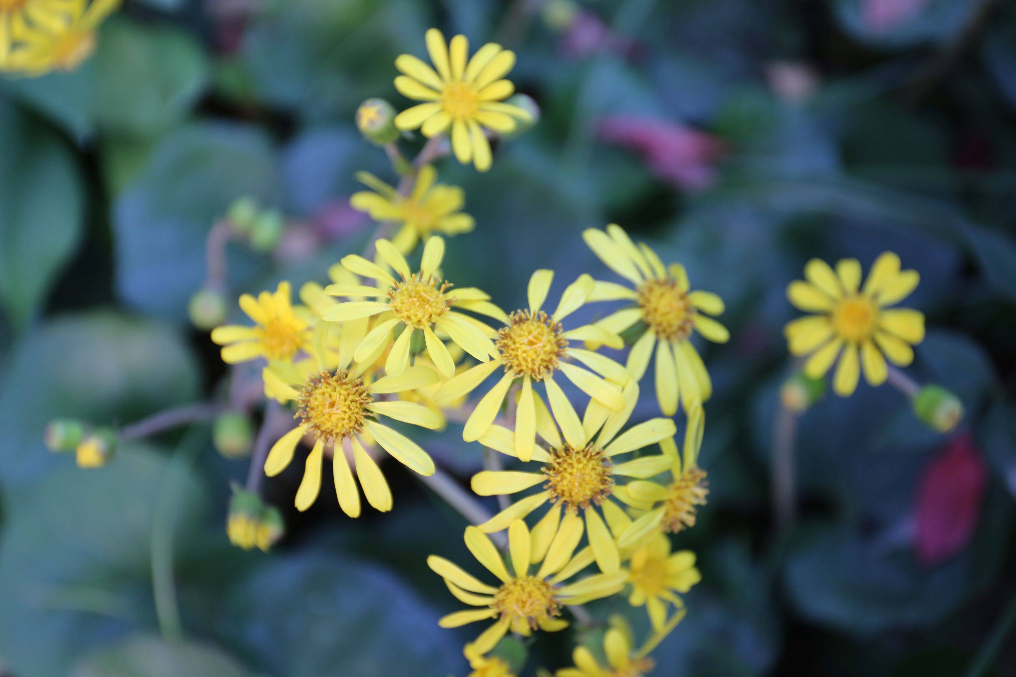 庆元植物1297-菊科-大吴风草属-大吴风草_栽培