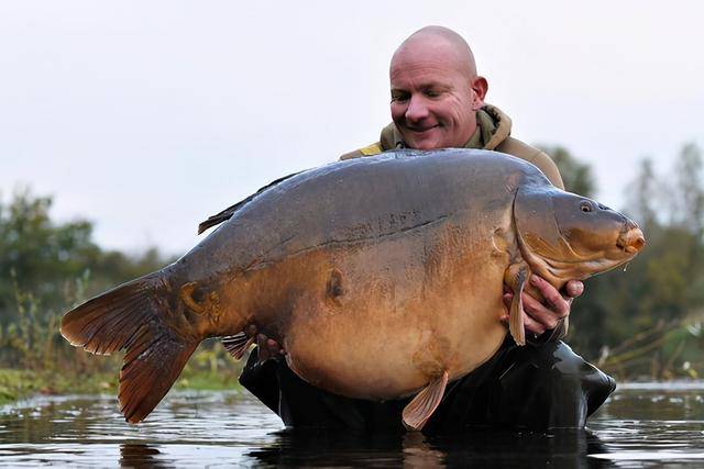 原创最大鲤鱼刷新纪录重达68斤但最大鲤科鱼类却不是它