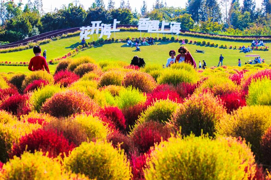 花开海上今秋赏景不去遗憾一年
