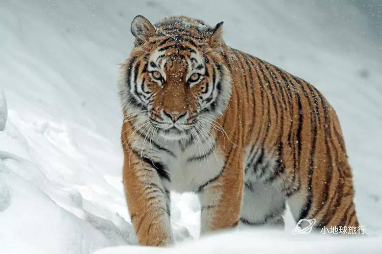 多像是雪中散步的猛虎雪中虎1━咨询顾问泰坦