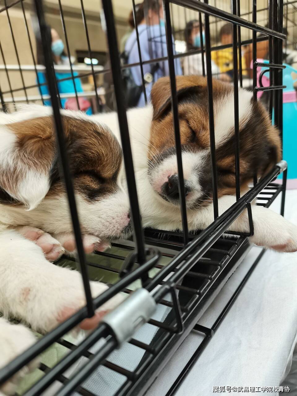 等待领养的小动物们