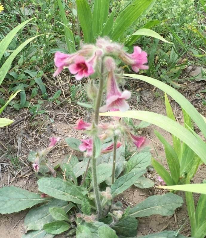 此植物地上是草地下是宝殊不知它就是地黄