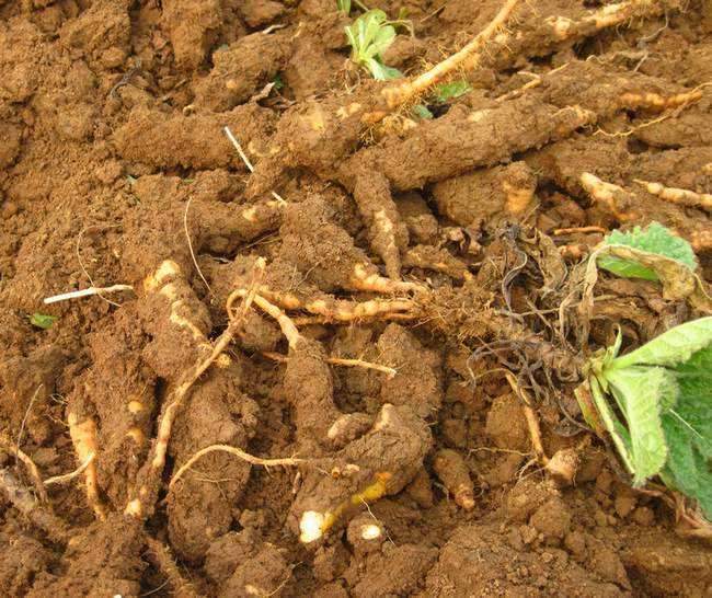 此植物地上是草地下是宝殊不知它就是地黄