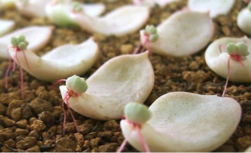 养了6年多肉,摸索出3种叶插方法,做好了成活率不低!