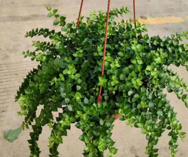 原创百万心,好看又好养!在家盆栽把握好此4点,枝叶串成窗帘