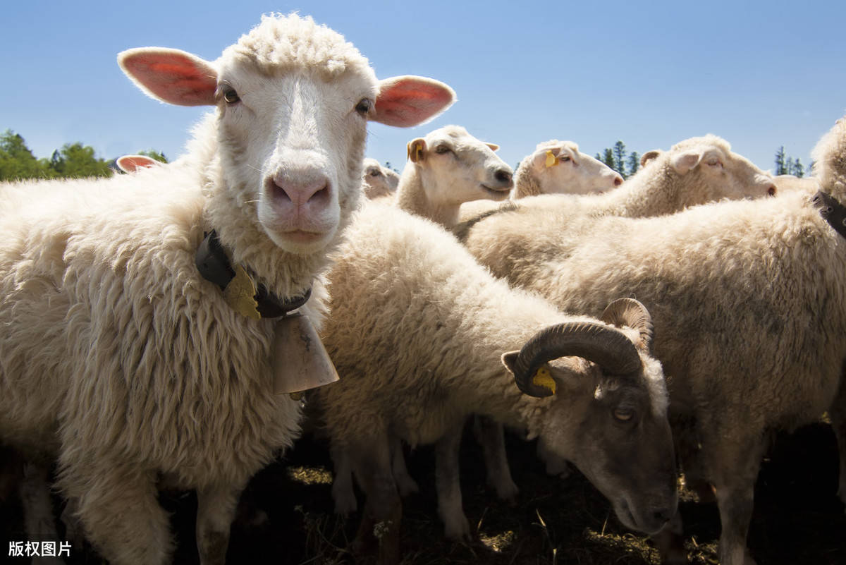 牛羊养殖中遇到的问题及其对策学会保证牛羊质量